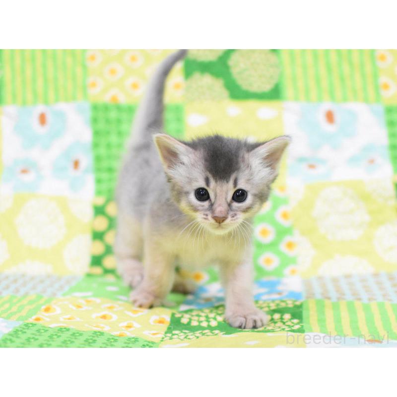 販売中の大阪府のソマリ-126293の6枚目